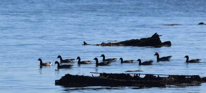 A battement d’ailes : les oiseaux hivernants de la baie de Quiberon.